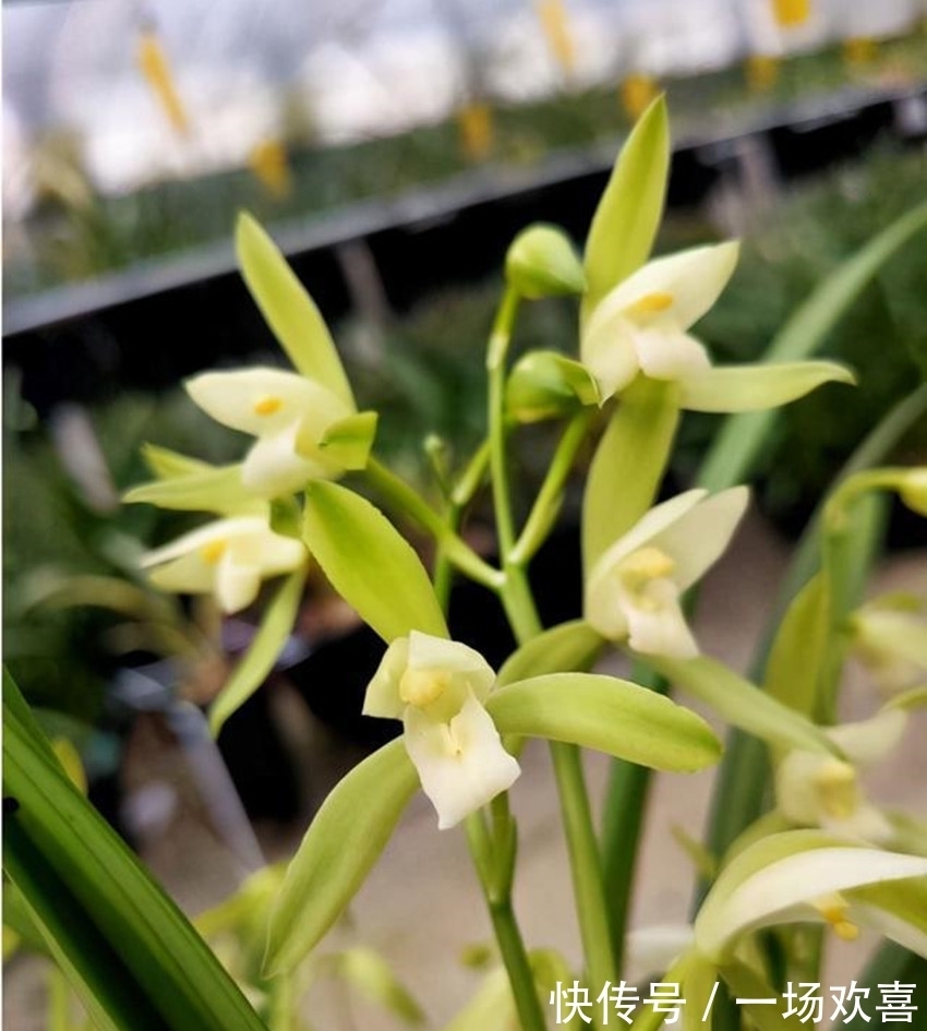 此兰花价格便宜,但性价比很高,香味扑鼻还好养,每年可开花4次