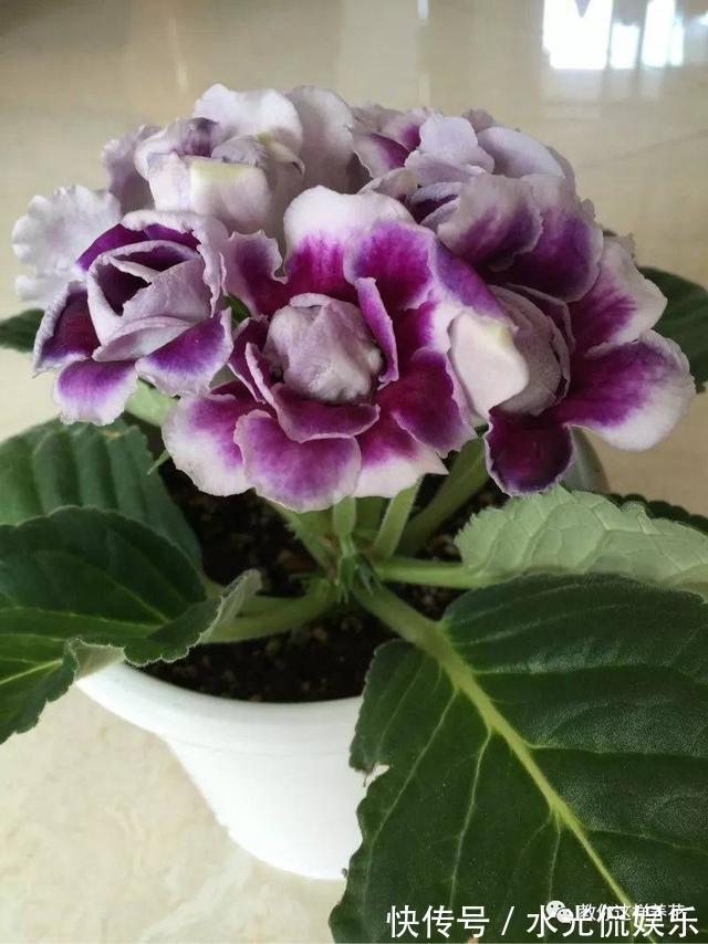 浸盆法|1种花超耐阴，一点散光就爆盆，花一开就是200多天！