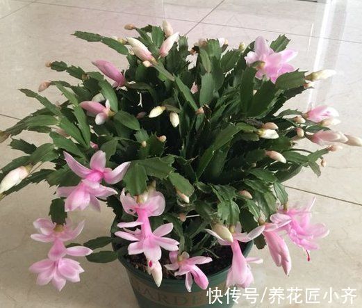 5种“漂亮花”喜冷凉环境,冬天也能“扦插”,成活率高,长势快