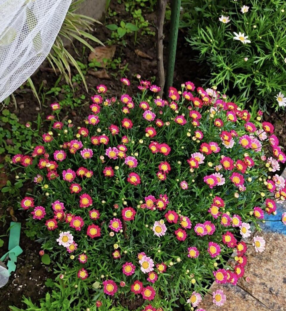 气温升高，玛格丽特有“3个喜好、1个害怕”，养好就是大花球