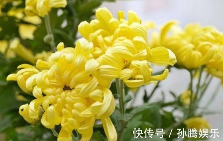 健身|菊花和此物一起泡，每天一杯，排毒健身，视力好，肝越来越健康