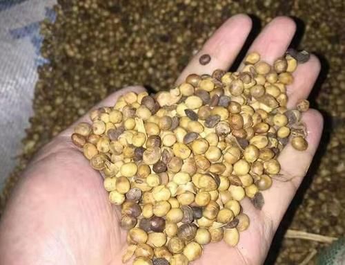 张阿姨|52岁张阿姨患甲状腺结节，医生：常吃1粗粮，比辣椒还伤甲状腺