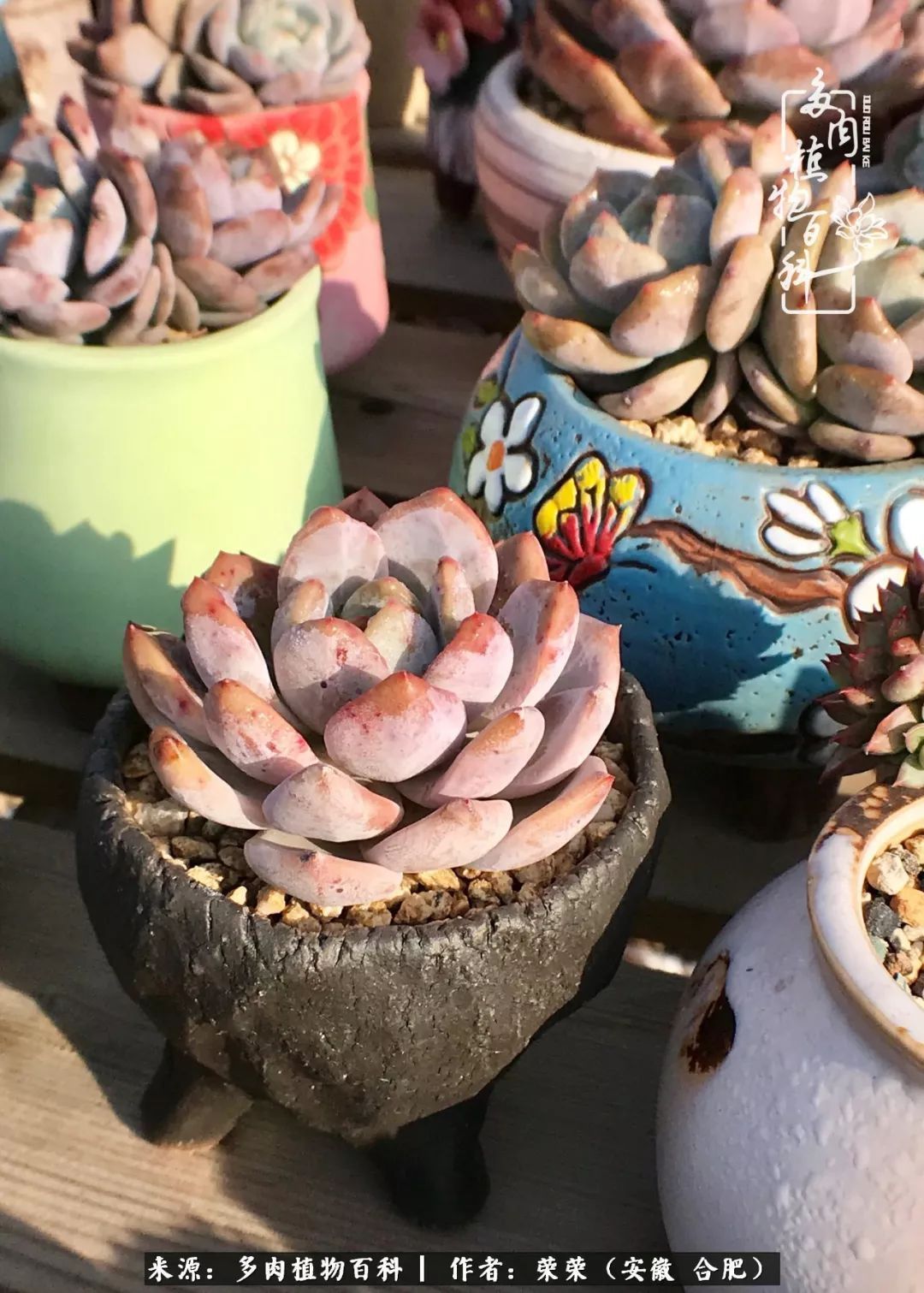 金秋时节，变化带来的惊喜不正是养肉的乐趣所在么！