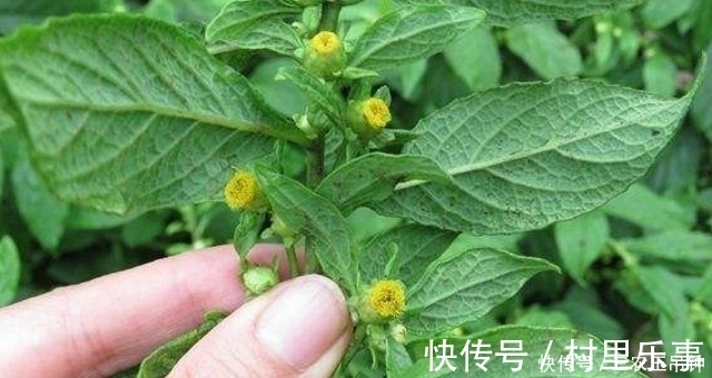 繁殖|墙角下这野草, 看似不起眼, 却是“牙痛”的良药, 见到请留意