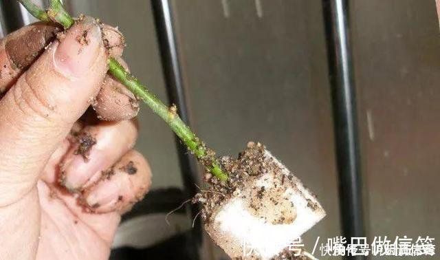 生根|扦插月季不生根?用这捂一捂,过几天“冒白根”,变成月季大户