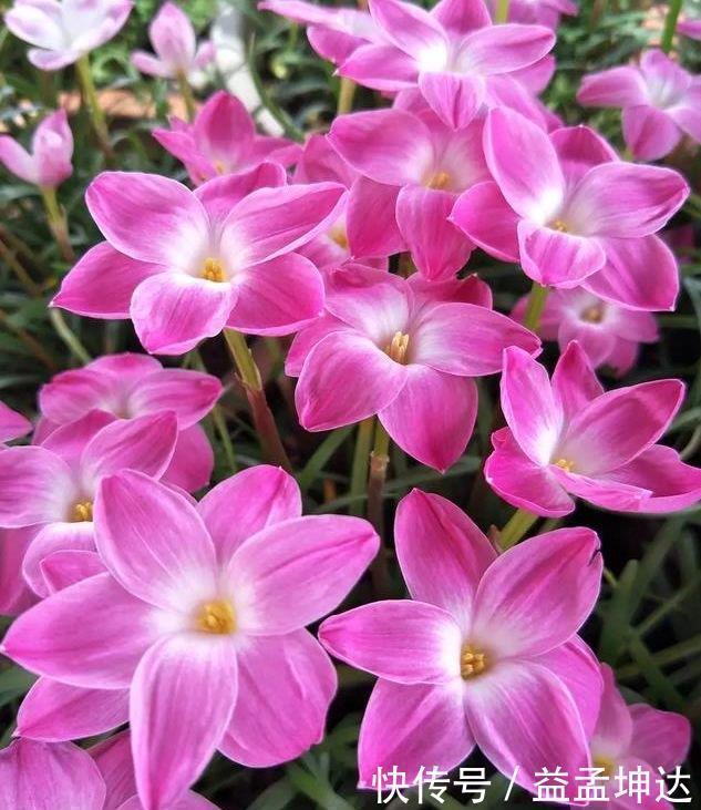 长寿花|这几款植物养在家,一年四季开花不断,花大色艳很漂亮,谁养谁爱