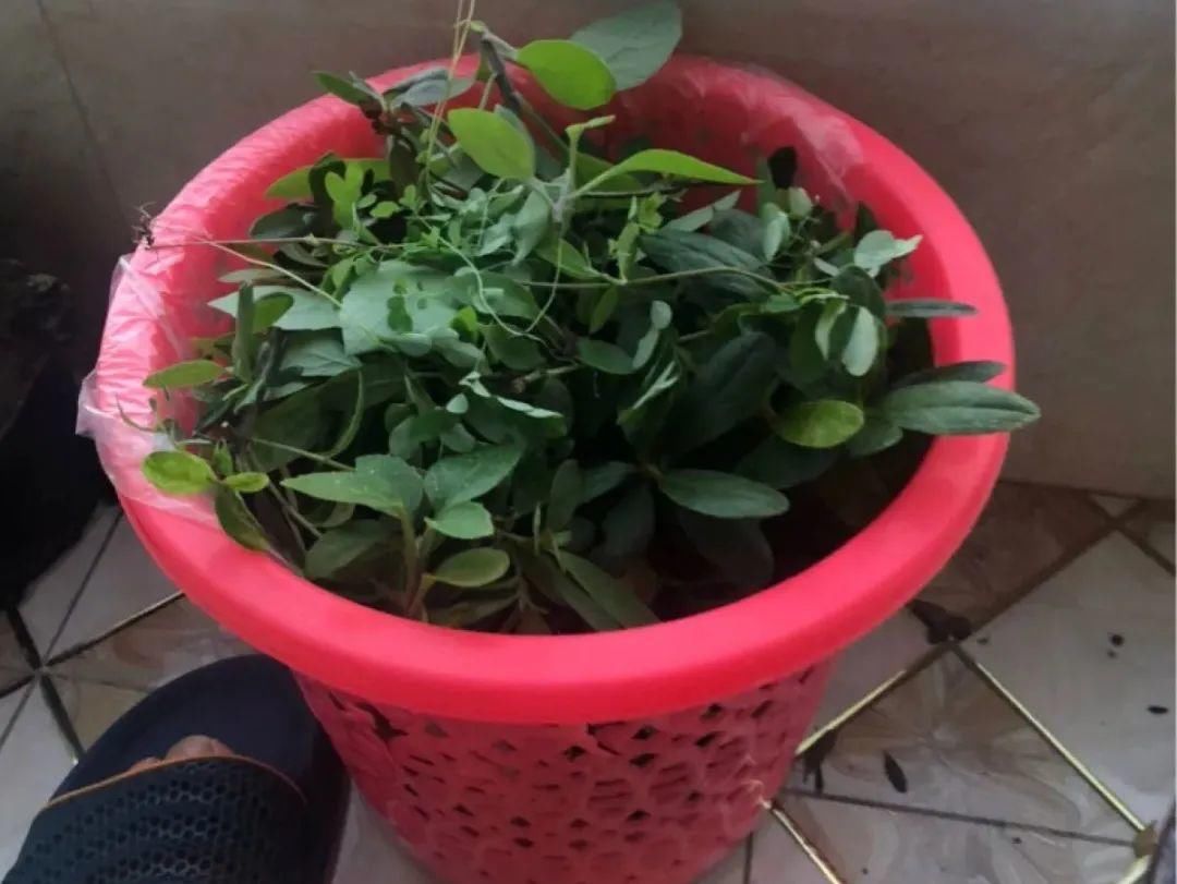 浇水|警惕秋老虎，别让你的花，度过夏天，却死在秋天