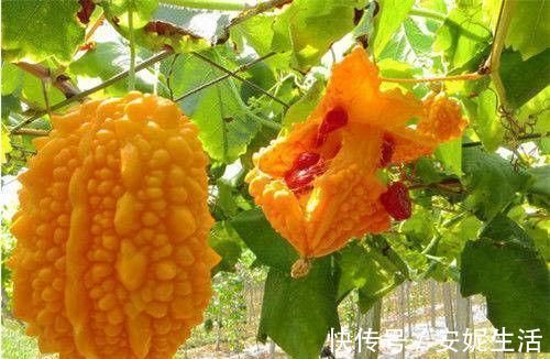 保健|人到中年,多吃养生的食物,营养保健,促进健康,延缓衰老