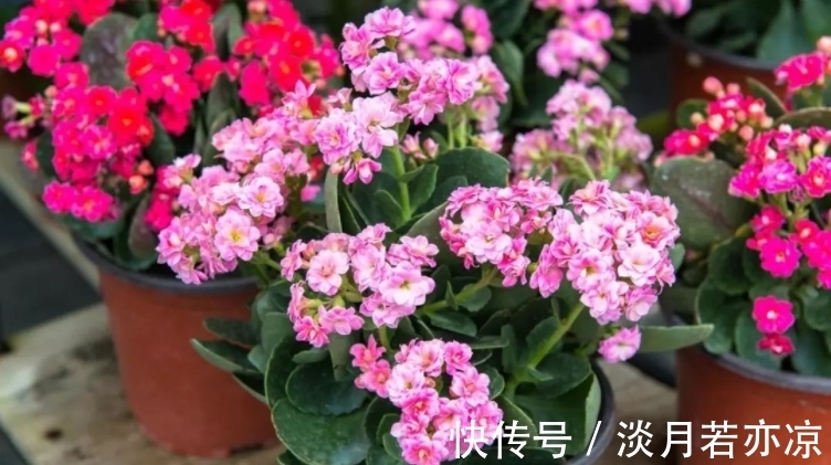 养好长寿花的小诀窍：光照是第一要素，把握不住就难开花