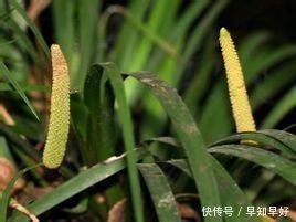 石菖蒲的功效與作用