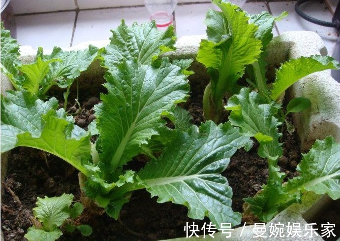 菜根|4种“小菜根”,吃完不要扔,埋在花盆里,半个月又长出新蔬菜