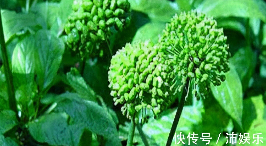 田七花|最有营养的三种食物,值得天天吃一些,美白护肤,好处多多!