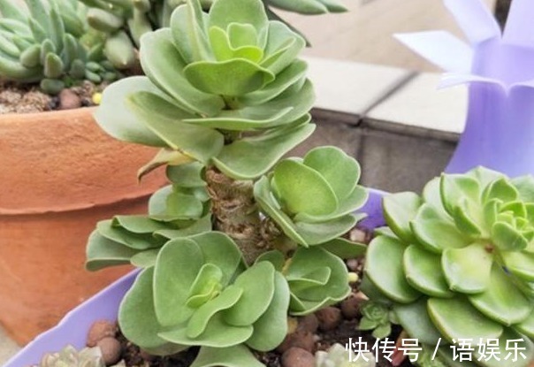 花友|新手养花,入手这“3种”多肉,好看又易活,一年四季爆盆不断
