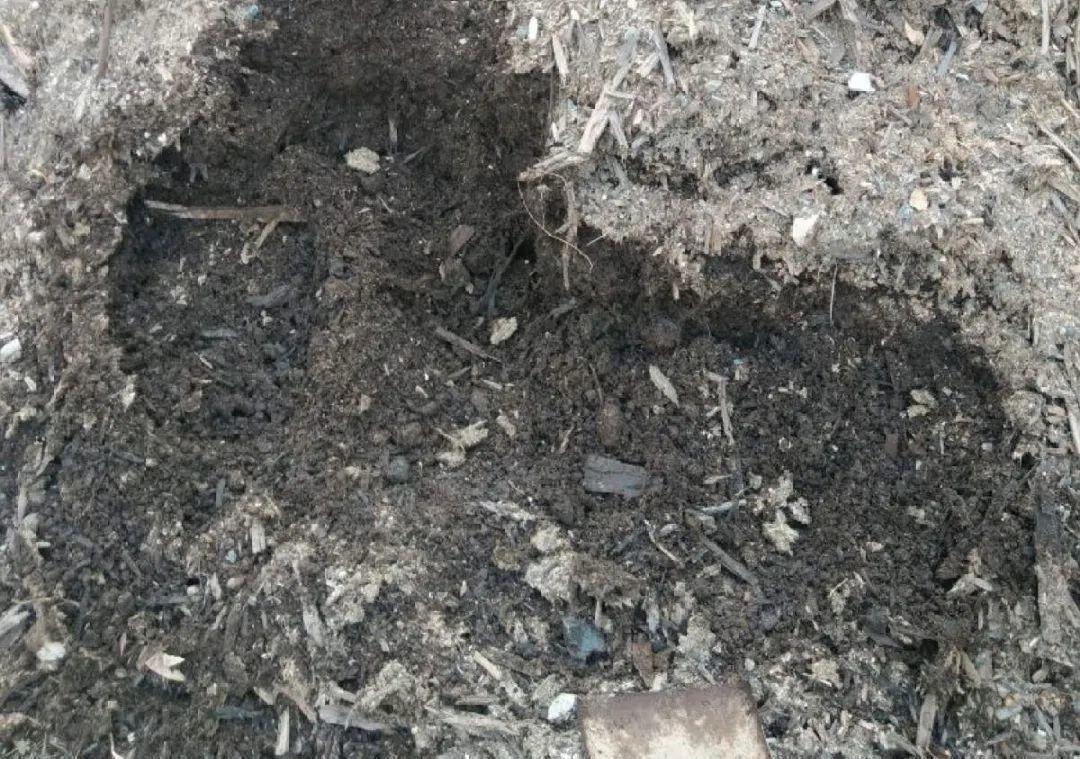 10个偏方,能省不少钱,把花养的又肥又壮