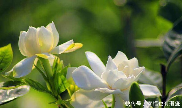 钙镁肥料|开花植物没香味关键原因有2点,给它做充足,只要开花满屋飘香