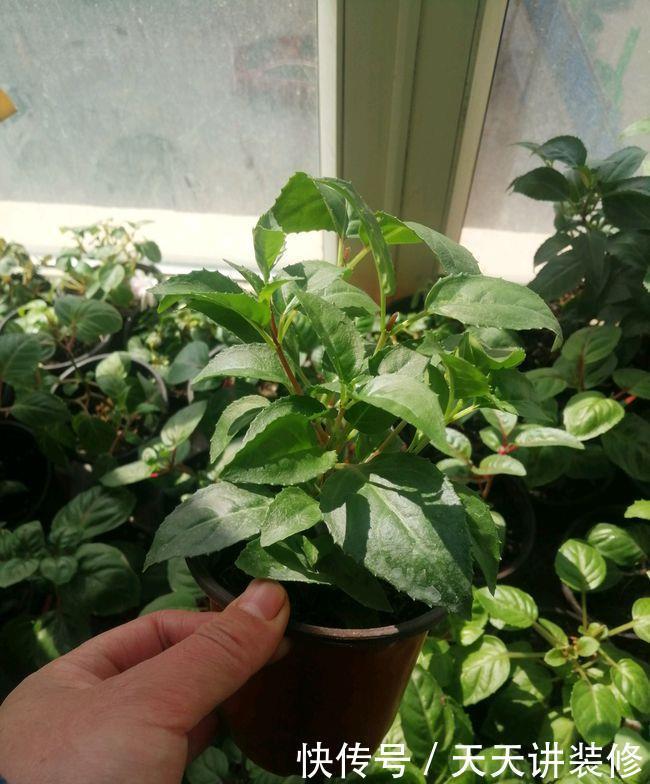 花店|五月逛花店,5种花不值得买,买了也浪费,要记得