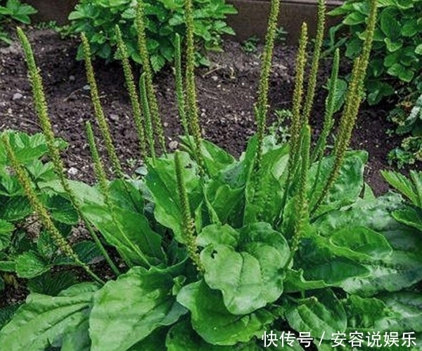 曾经“喂猪草”如今的养生菜,虽普通却有很多作用,功效营养太强