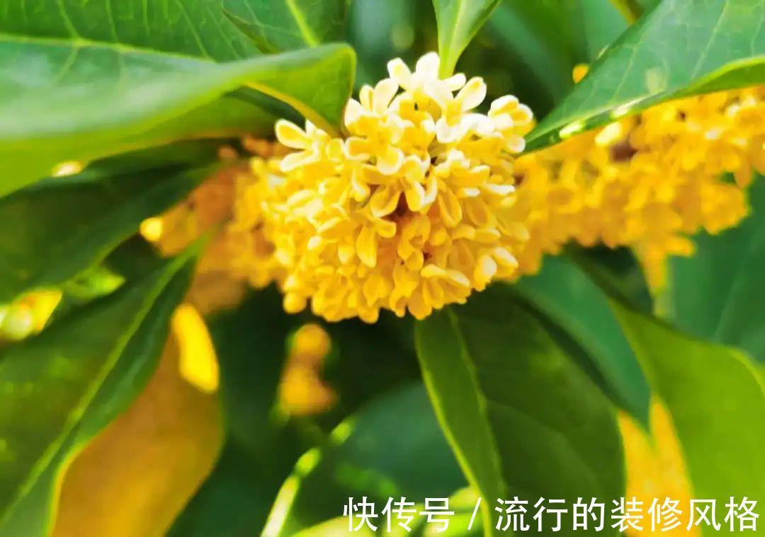黄叶|养花“黑名单”实在太难养，心累