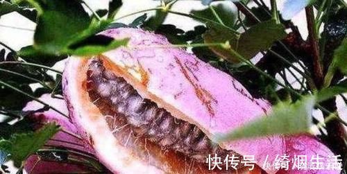 养生|女性养生推荐常吃3种食物,补血润肤,排毒养颜,皮肤光滑有弹性