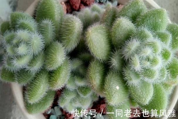 多肉|盆栽多肉如何长秋膘、出状态满足4个要求,不负秋日大好时光