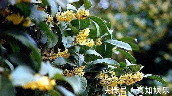 养桂花其实挺简单,做好这些“事”,叶不黑,根系壮,开花处处香