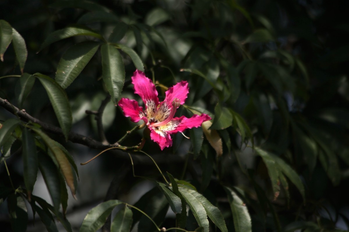 絮状物|此花是优良的观花乔木,满树姹紫,秀色照人,象征着孤傲非凡
