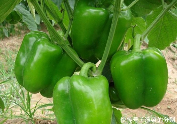 女性担心老太快，不妨多吃3种食物，润肠通便，提高免疫力