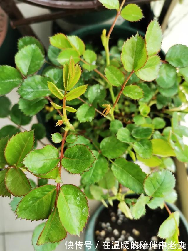 养花技巧公认难养的3种花,高手用经验告诉你,怎样快速开花