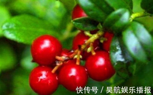 杜鹃花科越橘|中年人可以常吃的食物,滋阴补阴,润肤美容、排毒抗衰