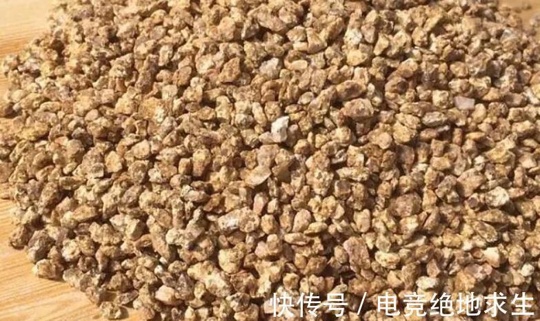 最美多肉植物橙梦露暴力控养技术