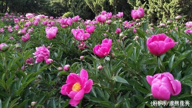 黑色幽默|写好对话，学会幽默感，让文章生动活泼有趣