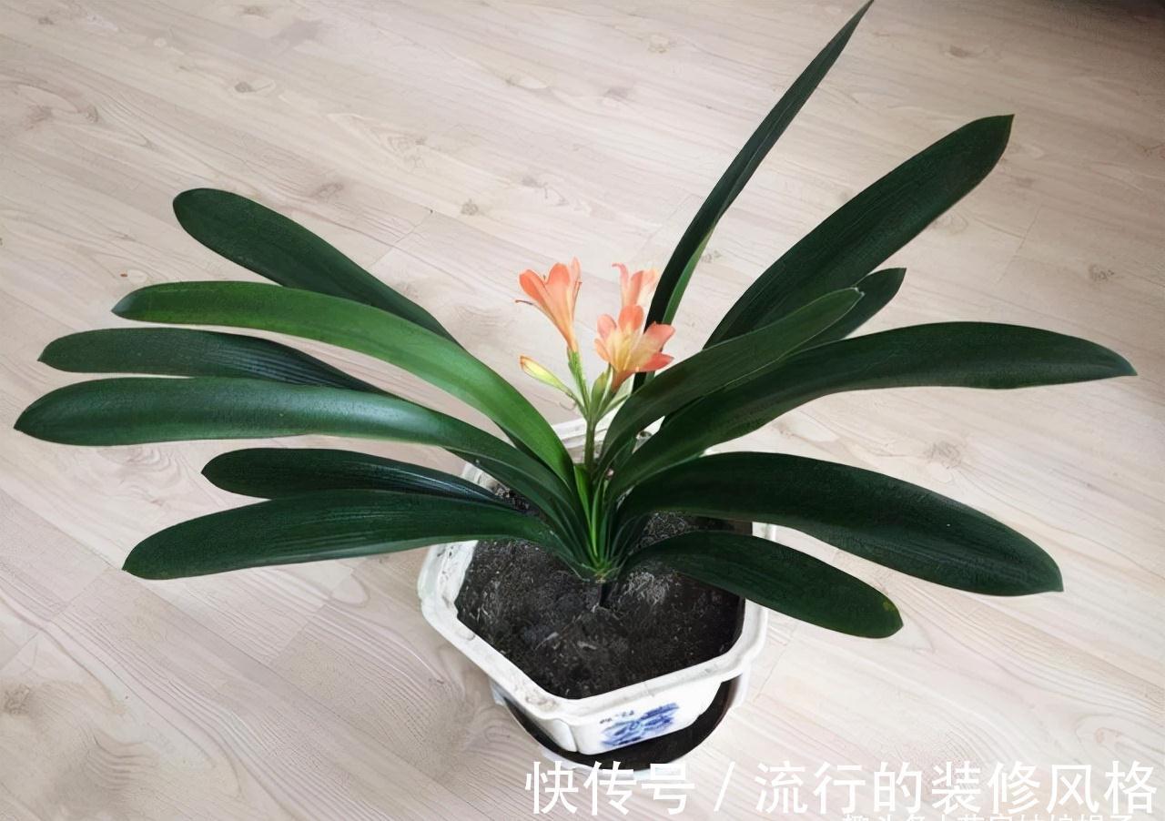 10月养君子兰,别忘记做“这些事”,要不今年“难”开花,莫忽视