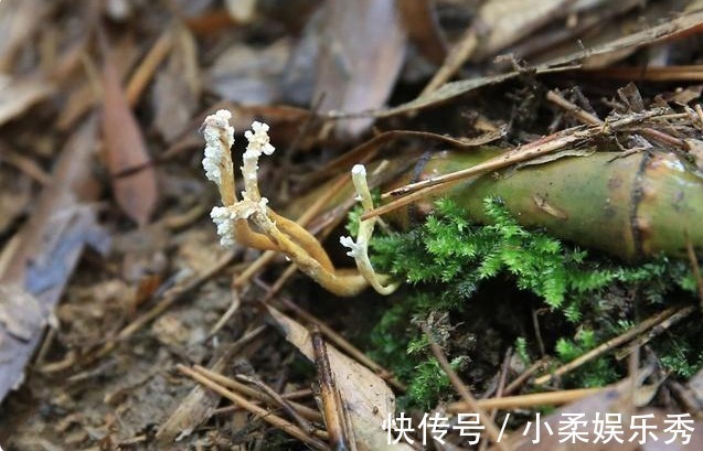 野花|20年前践踏的“野花”，价值比“冬虫夏草”更珍贵，见到要珍惜！