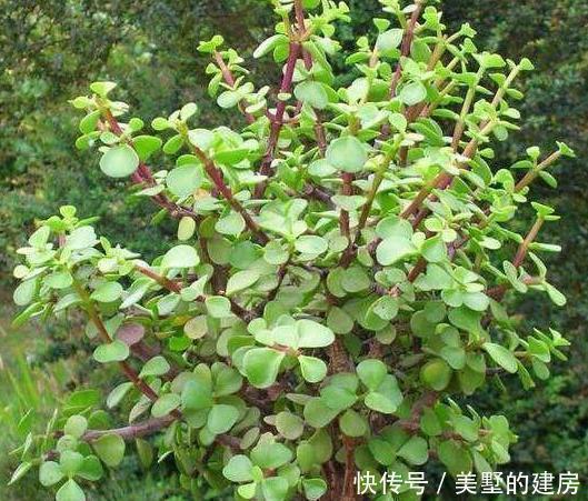 养金枝玉叶，一个小方法，一片叶子都不掉，长得枝繁叶茂又漂亮