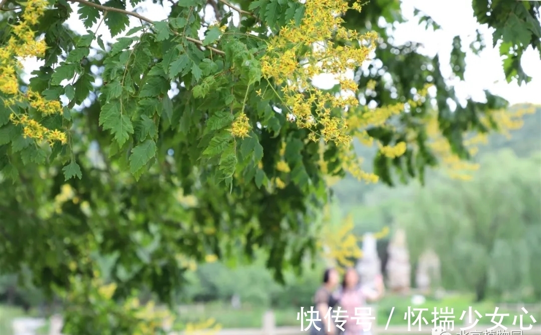 栾树花开缀枝头 树满黄金醉怡人