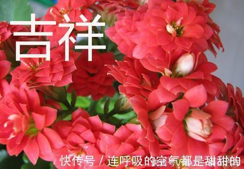 茱蒂|10款高颜值长寿花，好看又好养，你若一盆没养过，那也太可惜了！