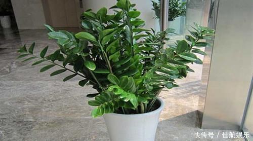 养花不如养树，这种树，养人旺财吸甲醛，谁养谁知道