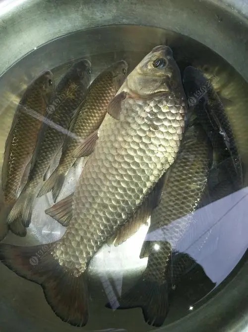 钓鱼比蚯蚓厉害万倍饵料：入水鲫鲤疯咬不断，整条河鱼闻味被吸引