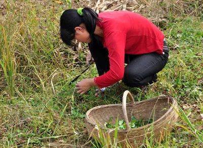 山菜|被誉为“山菜之王”的野菜，农村山坡上很常见，城里人表示吃不起