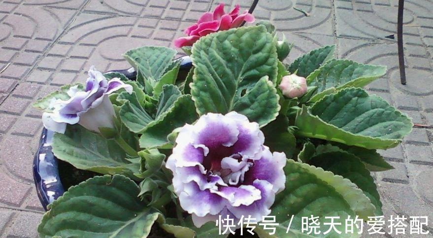 夏季|进入8月，受高温影响，养花种草不注意这几点照样问题频出