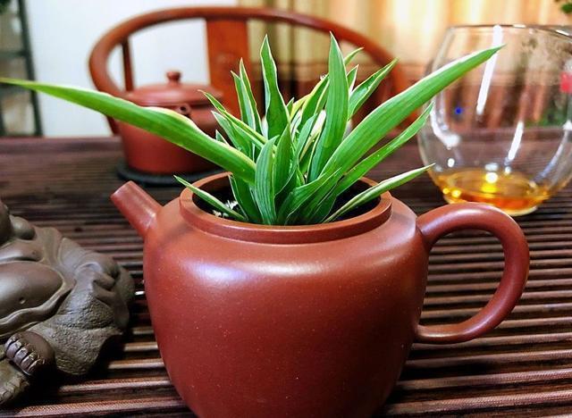 花友|旧茶壶种点花,秒变高端盆景,卖300一个邻居抢着要