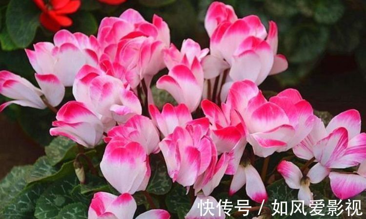 阳台上|4种“富贵花”,家里里两盆,好运连连,深受花友们喜爱