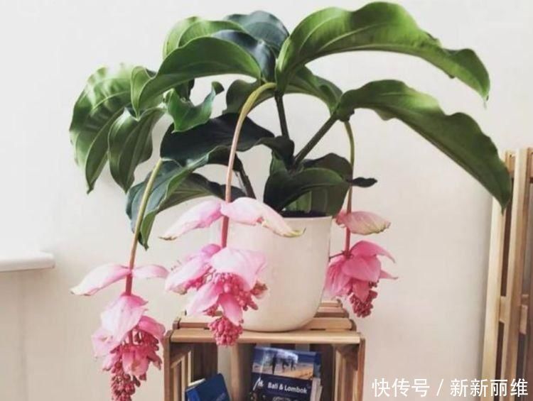 4种漂亮网红花，家里养1盆，花期长花量大，一盆千百朵