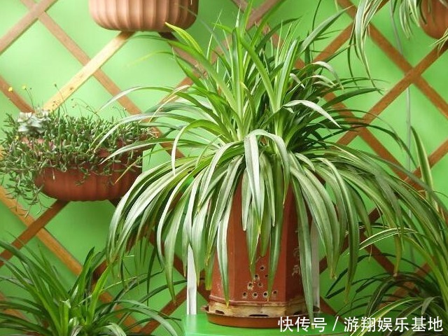 人体健康|国际生物多样性日,哪些植物对人体健康最好4种植物最吸有害物