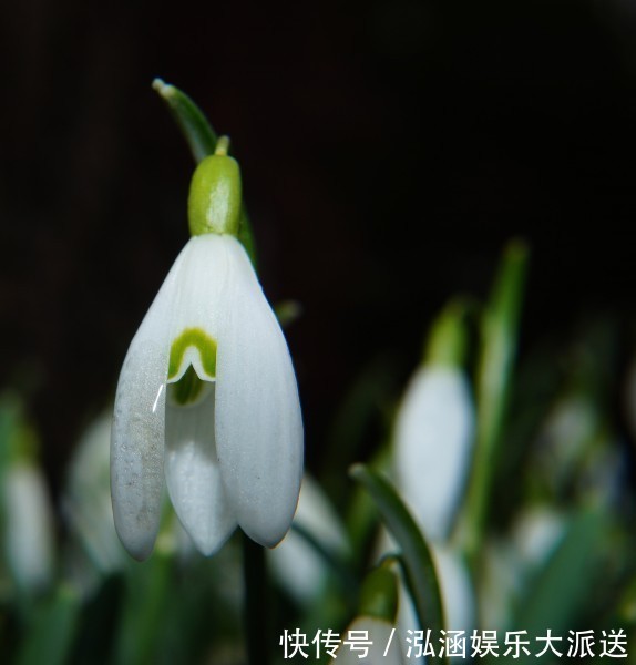 凤凰命|天生是“凤凰命”的3个生肖，婚后依旧魅力十足，再穷也有人追求