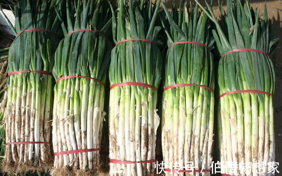 白菜|原来保存大葱一点也不难,不烂不空心,放半年不坏,冬天随吃随取