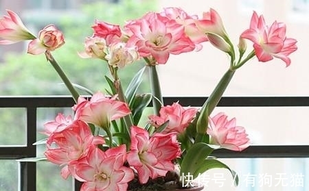 球根植物朱顶红的种植方法,这样种植,春节赏花