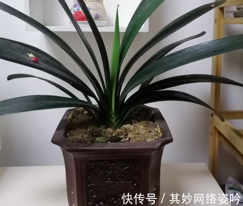 施肥|夏季君子兰总是养不活?是因为不知道这两点,今天教给你