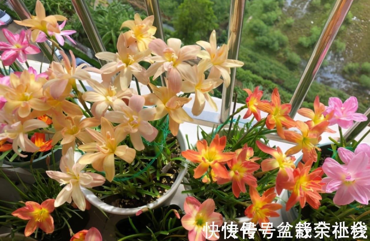 花量|9种漂亮花,热不死晒不怕,开花大半年,没有病虫害,38度成花海