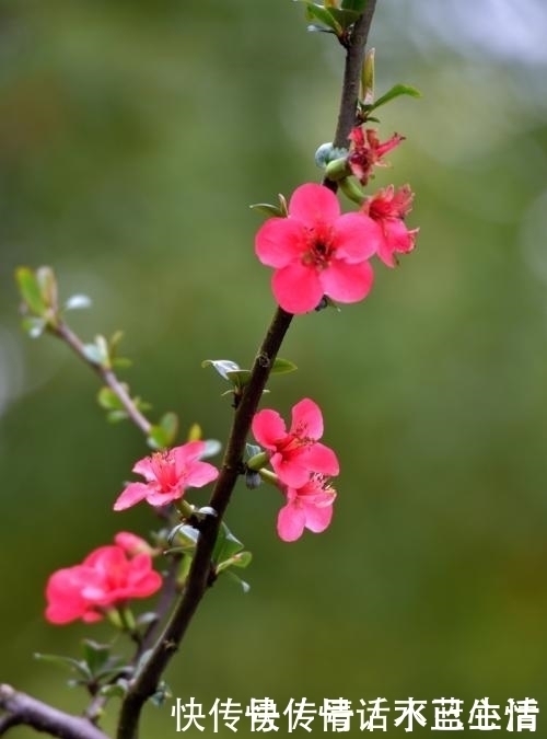 在这三个时辰出生的女人 是人中凤凰 命格金贵 福深运厚 粉紫色 在这三个时辰出生的女人 是人中凤凰 命格金贵 福深运厚 粉紫色